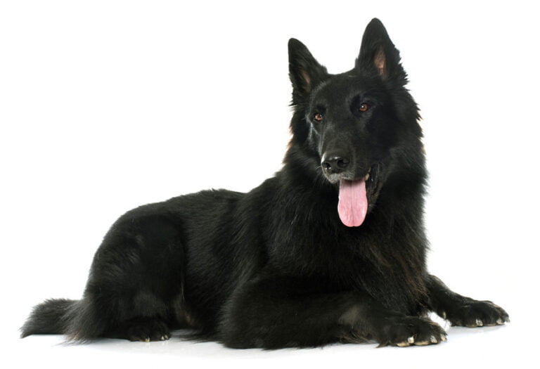 Belçika Çoban Köpeği 1
