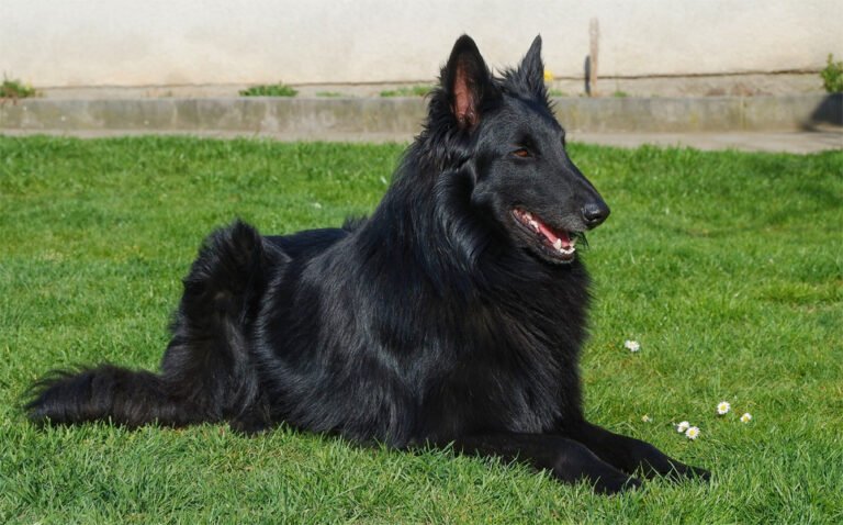 Belçika Çoban Köpeği 2