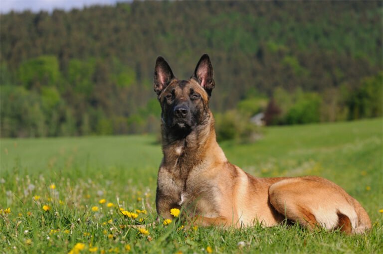 Belçika Malinois Köpeği 2