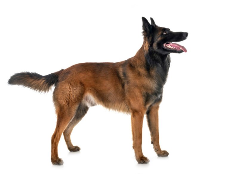 Belçika Tervuren 1