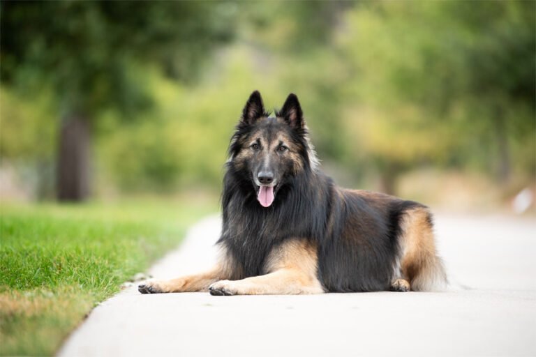 Belçika Tervuren 2