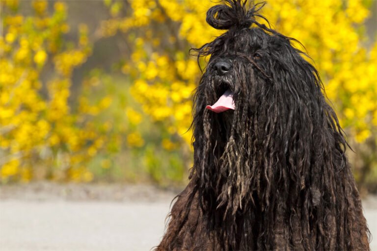 Bergamasco Çoban Köpeği 1
