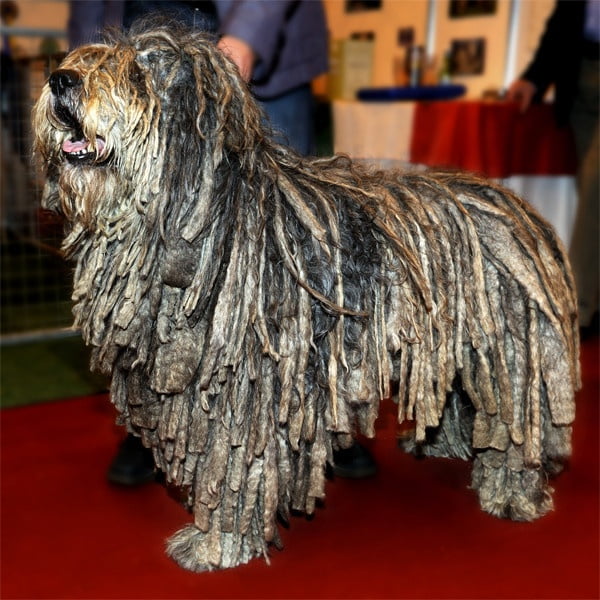 Bergamasco Çoban Köpeği 2