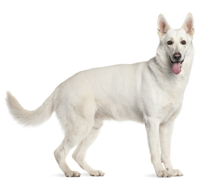 Berger Blanc Suisse 1