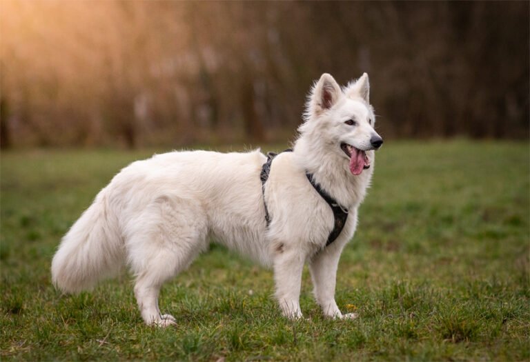 Berger Blanc Suisse 2