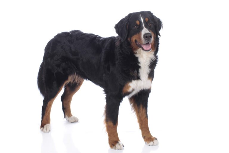 Bernese Dağ Köpeği 1