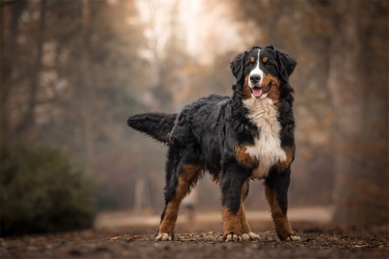 Bernese Dağ Köpeği 2