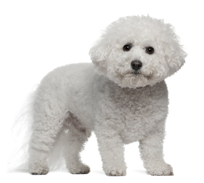 Bichon Frise 1