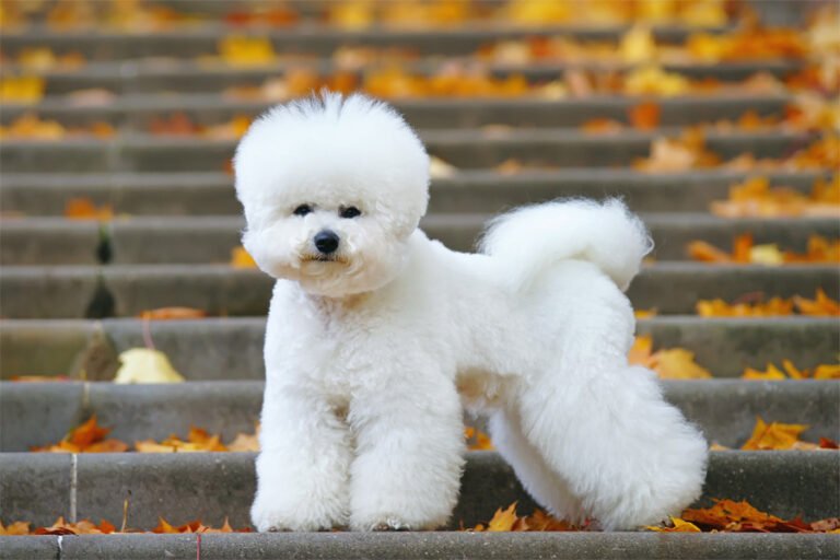 Bichon Frise 2
