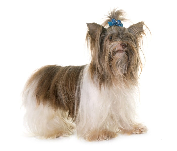Biro Biewer Terrier 1