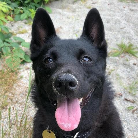 Black Norwegian Elkhound 1