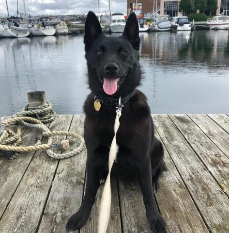 Black Norwegian Elkhound 2