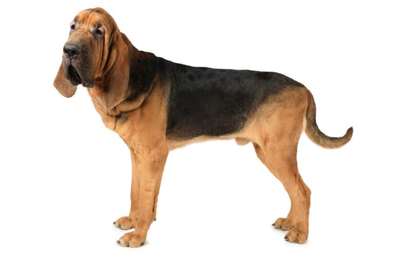 Bloodhound 1