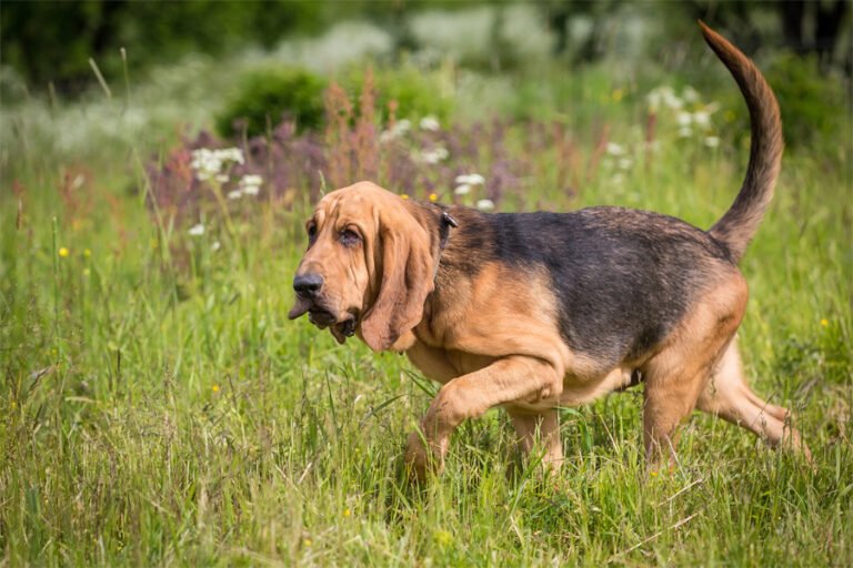Bloodhound 2