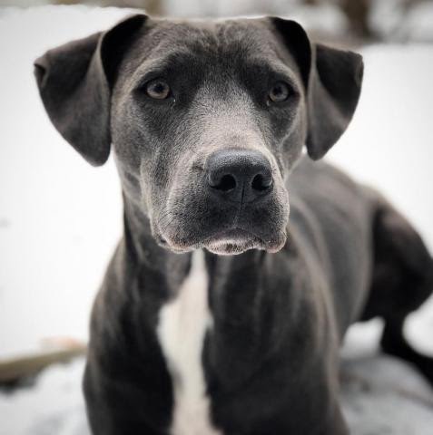 Blue Lacy 1