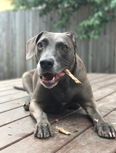 Blue Lacy 2