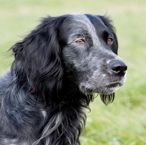 Blue Picardy Spaniel 1