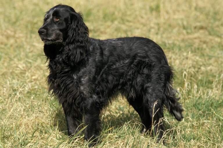 Blue Picardy Spaniel 2