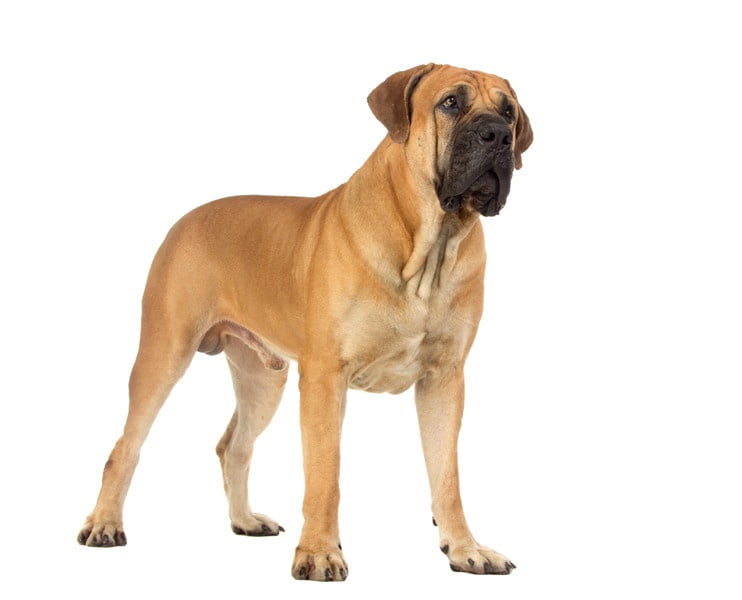 Boerboel 1