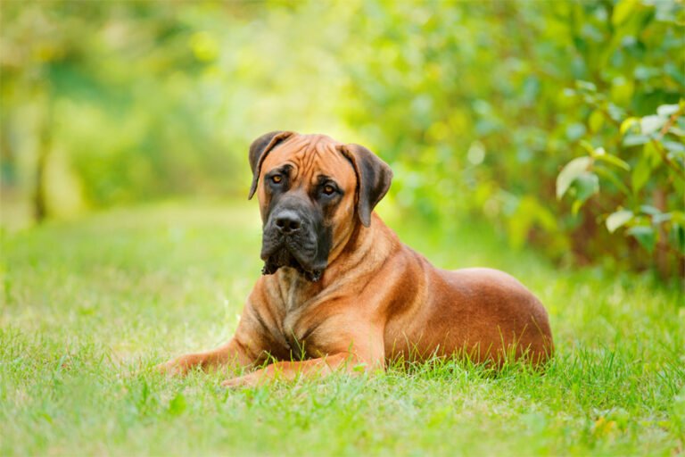 Boerboel 2