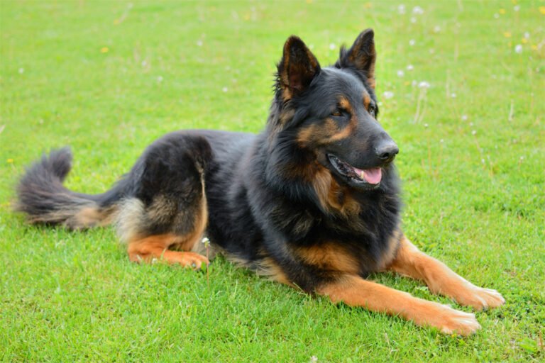 Bohemian Shepherd 2