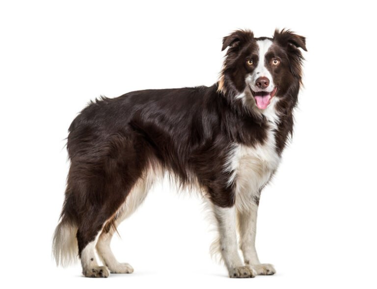 Border Collie 1