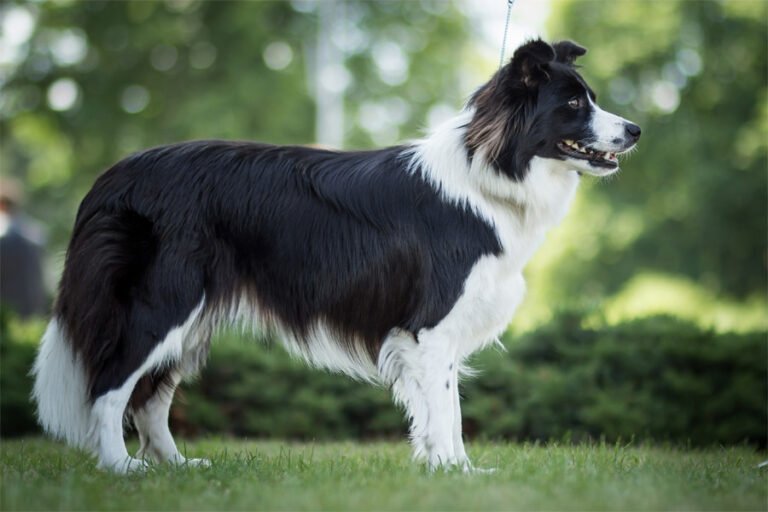 Border Collie 2
