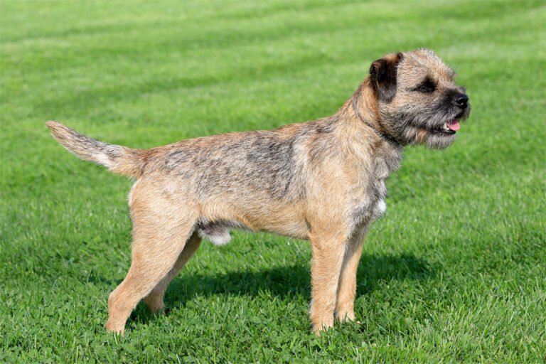 Border Terrier 2