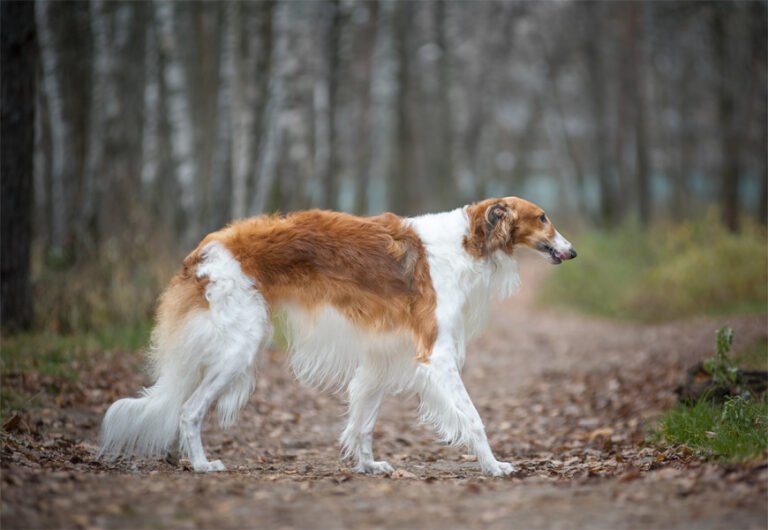 Borzoy 2