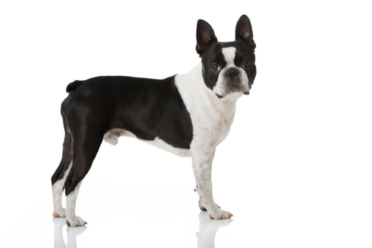 Boston Terrier 1