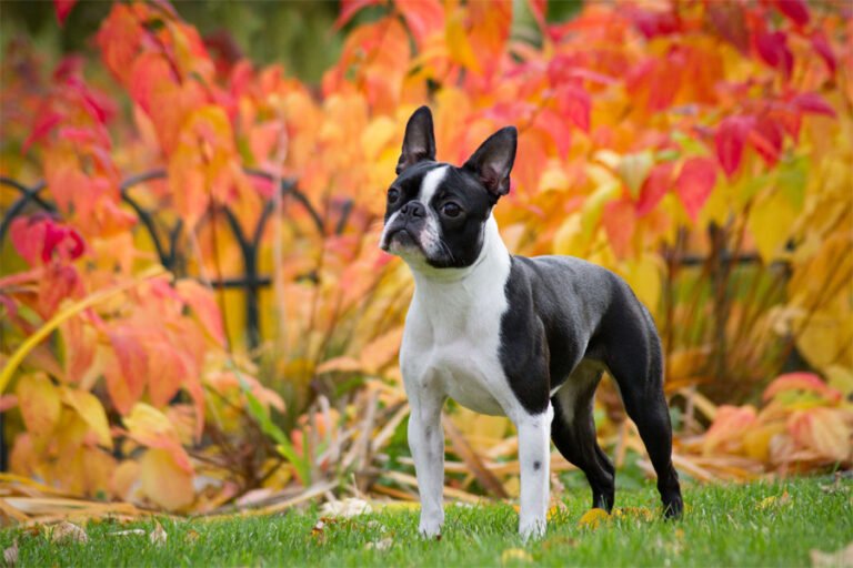 Boston Terrier 2