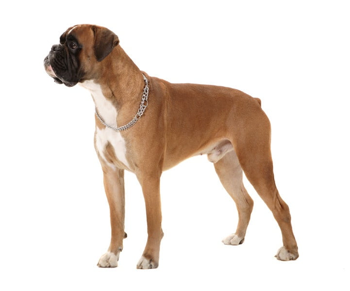 Boxer 1