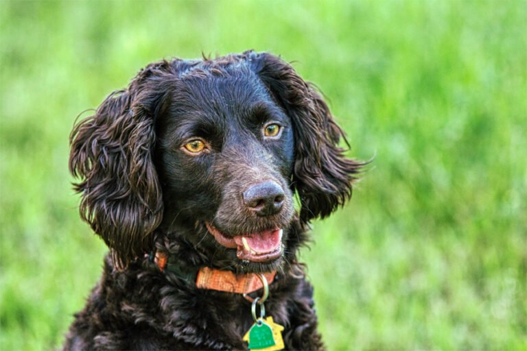 Boykin Spaniel 1