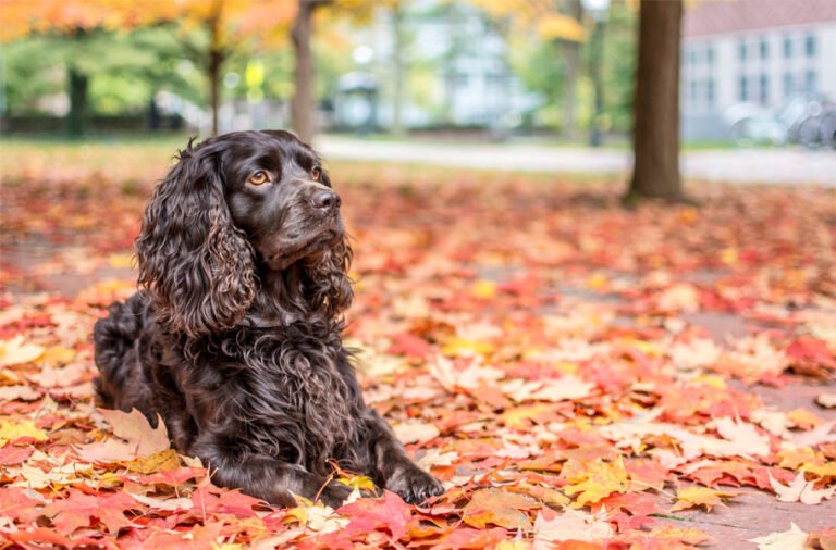 Boykin Spaniel 2