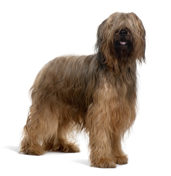 Brie Çoban Köpeği 1