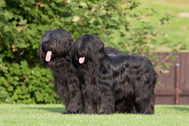 Brie Çoban Köpeği 2