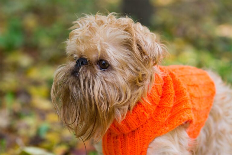 Brüksel Griffonu 1