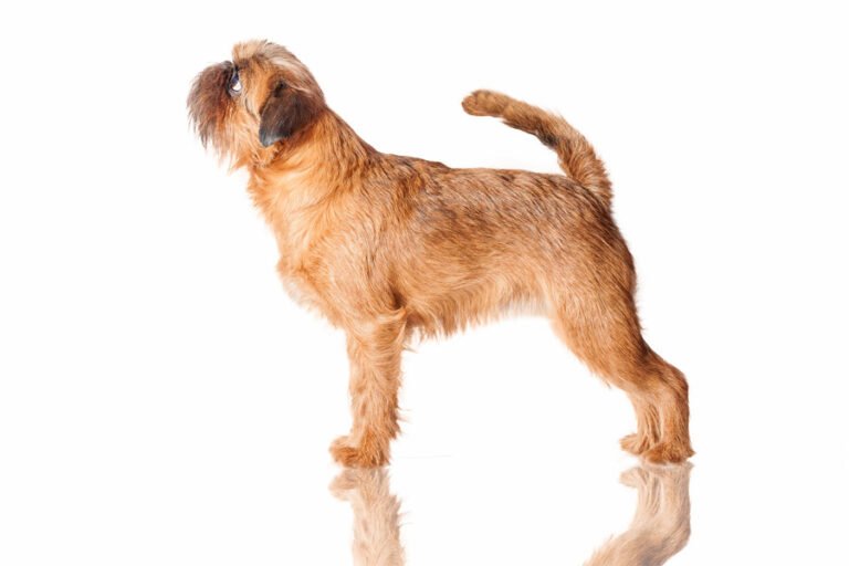 Brüksel Griffonu 2