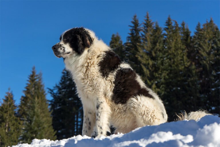 Bukovina Çoban Köpeği 1
