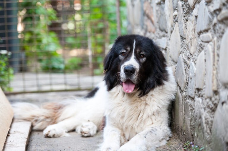 Bukovina Çoban Köpeği 2