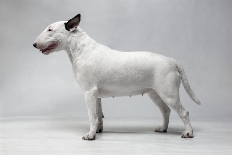 Bull Terrier 1