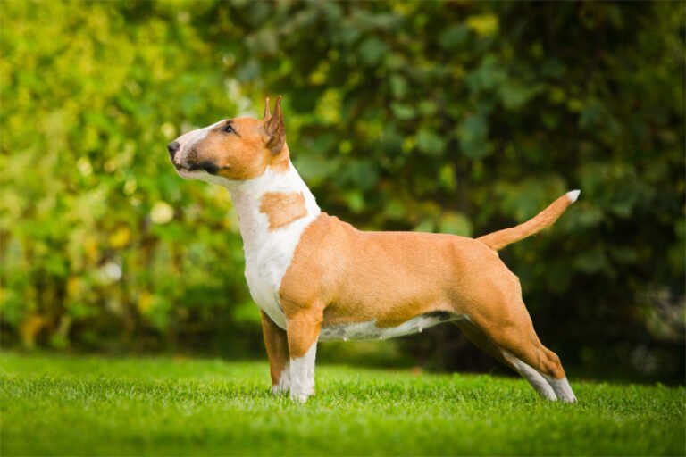Bull Terrier 2