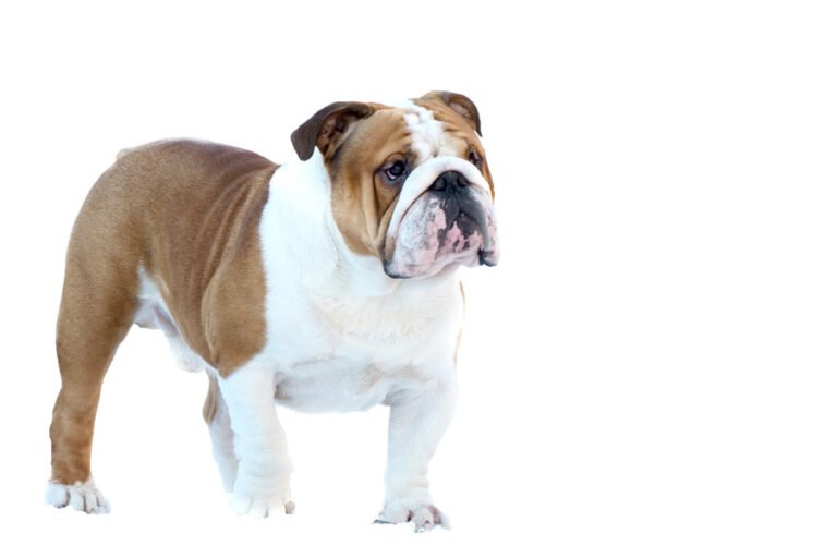 Bulldog 1