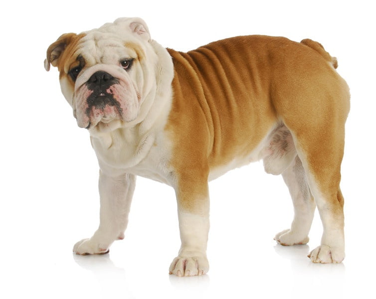Bulldog 2