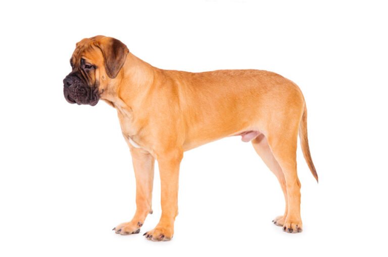 Bullmastiff 1