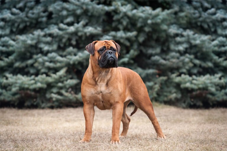 Bullmastiff 2