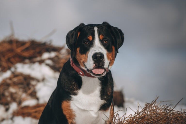 Büyük İsviçre Dağ Köpeği 1