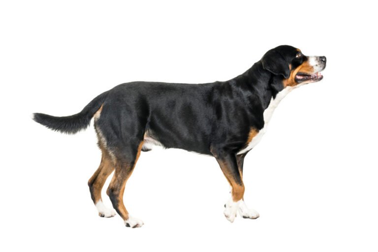 Büyük İsviçre Dağ Köpeği 2