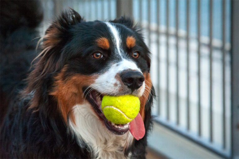English Shepherd 1