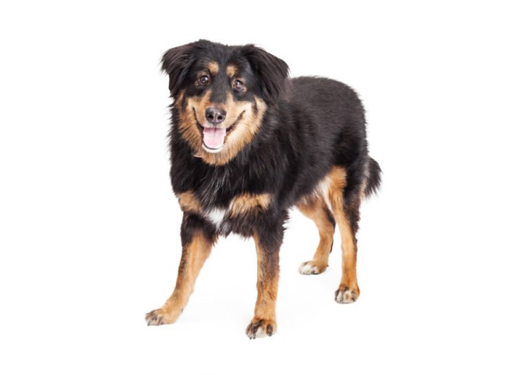 English Shepherd 2